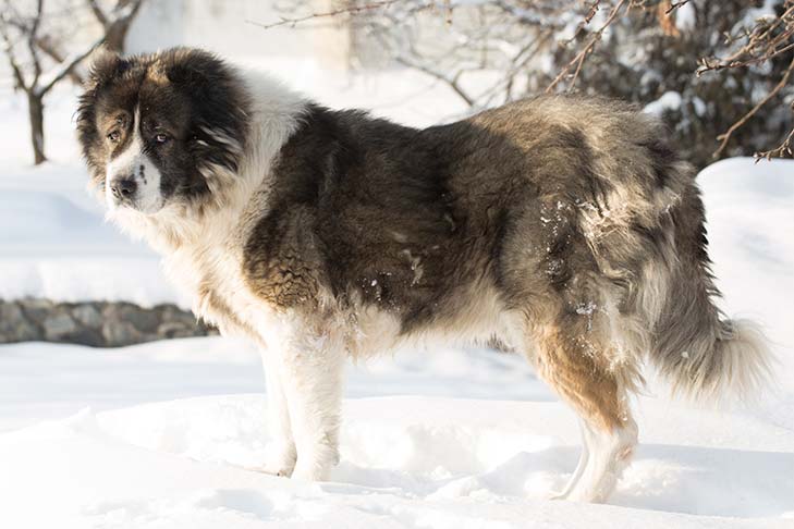 تصویر سگ گلۀ قفقازی (Caucasian Shepherd Dog)
